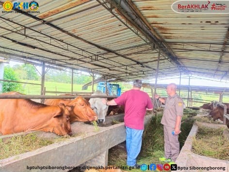 Koordinasi Pengembangan Sapi Potong di Siatas Barita - kabupaten Tapauli Utara