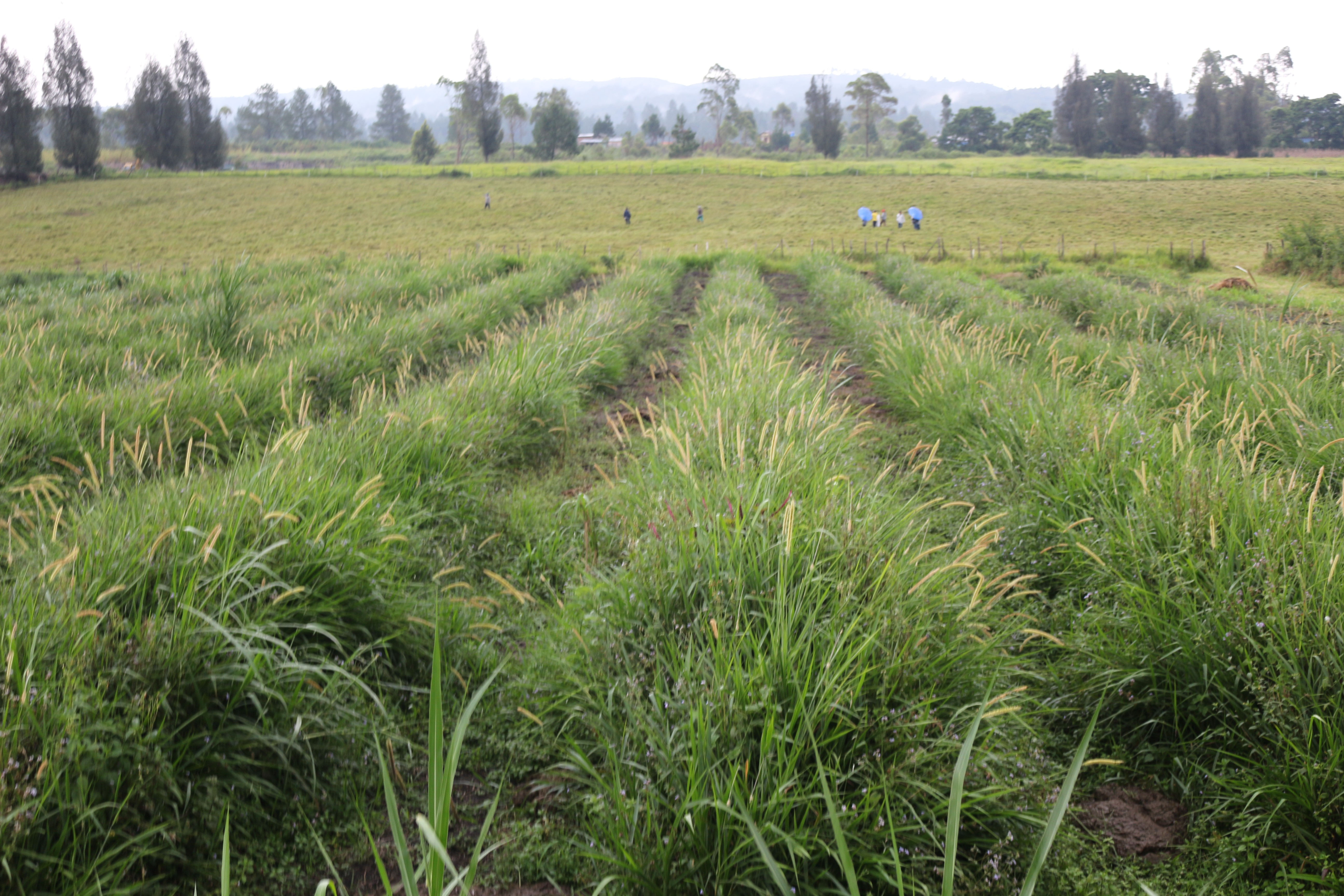 Pertumbuhan Rumput Dengan Penambahan Mikro Organisme Tanah