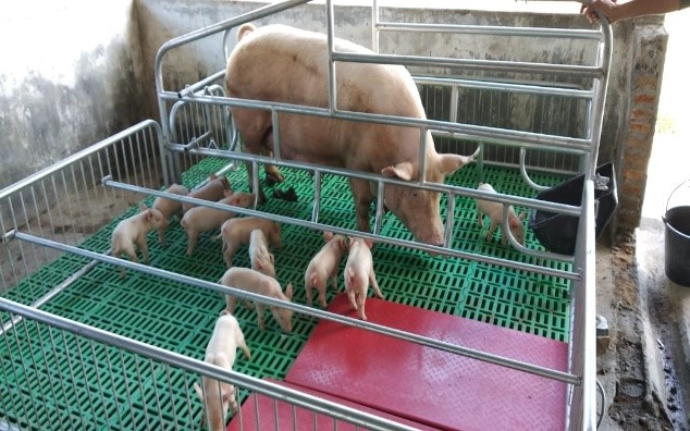 Perbaikan Manajemen Perkandangan dan Pemberian Pakan Dalam Menekan Kejadian Diare di Instalasi Ternak Babi BPTUHPT Siborongborong