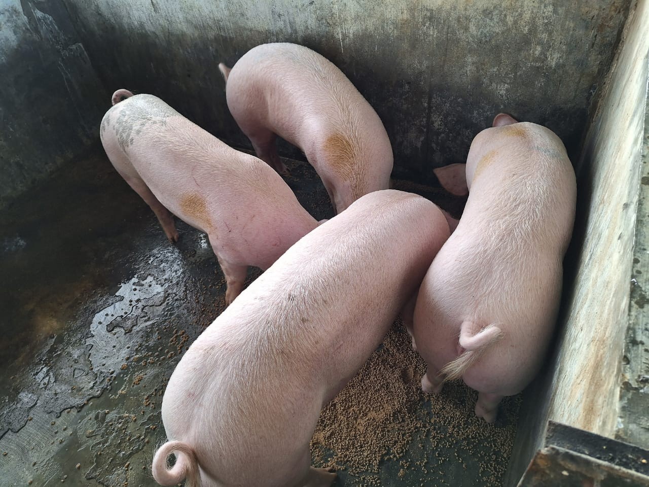 Populasi Ternak Babi