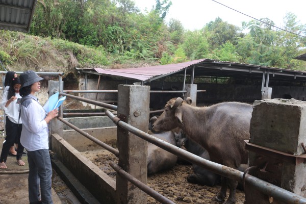 Monitoring Pasca Penjualan Ternak Kerbau Sungai